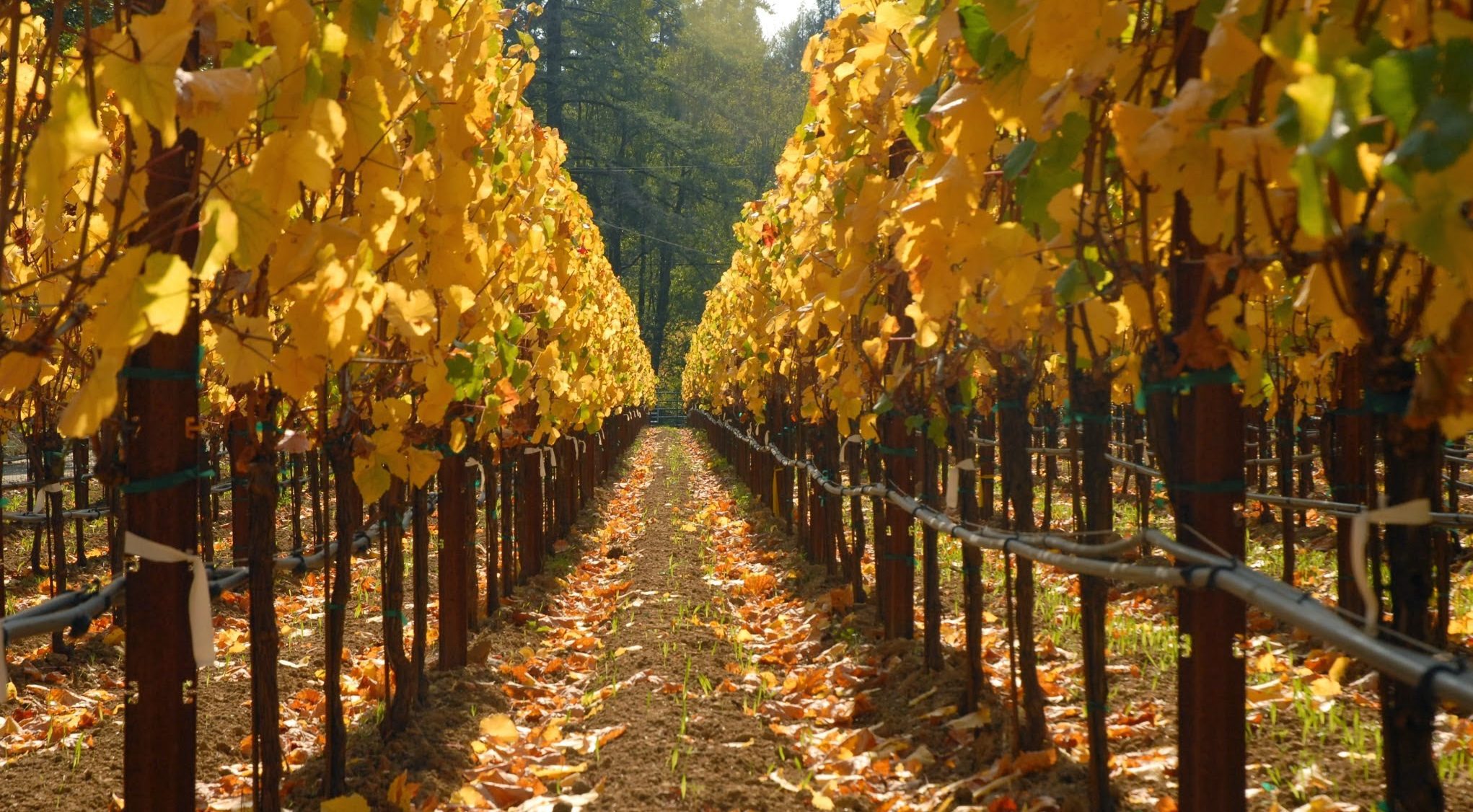 Vineyard in the Fall