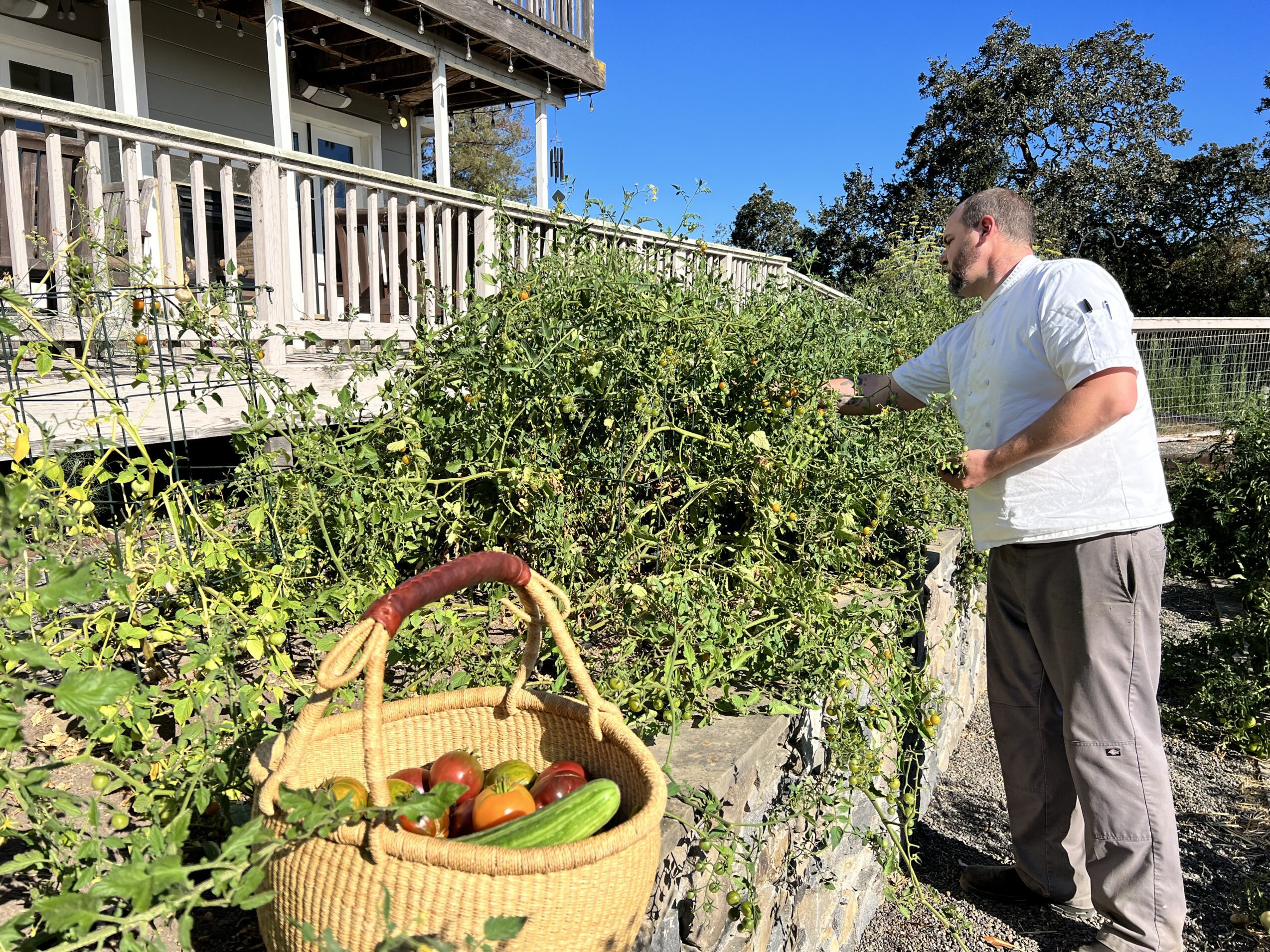 Chef Trevor harvesting Joe's farm