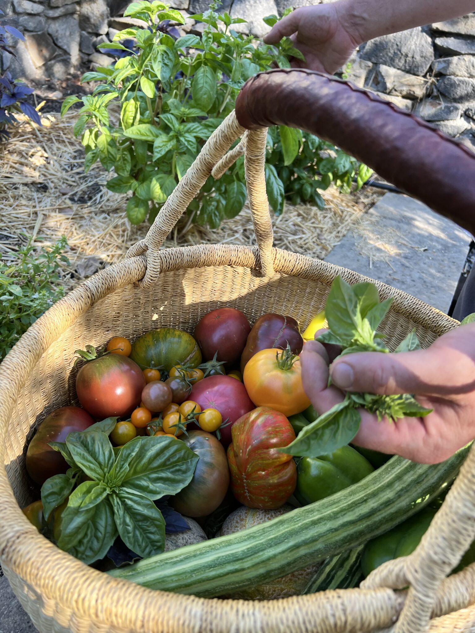 Basket of vegetables and herbs